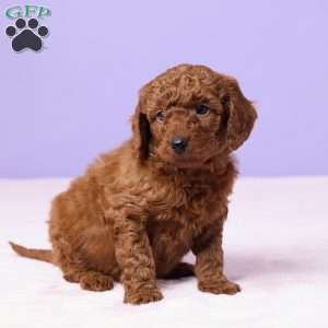 Milo, Miniature Poodle Puppy